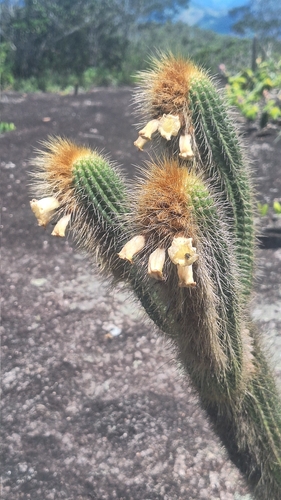 Coleocephalocereus buxbaumianus
