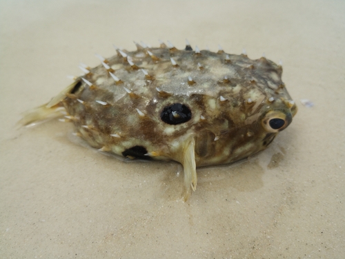 Brown burrfish (Chilomycterus spinosus) — Diodontidae — 3
