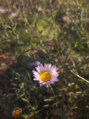 Leucosyris coulteri
