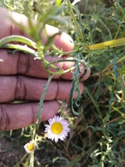 Leucosyris coulteri