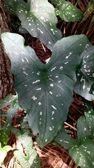 Caladium