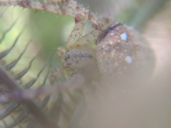 Pararaneus cyrtoscapus