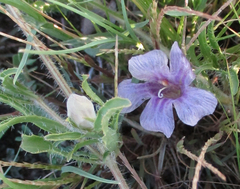 Ruelliopsis setosa