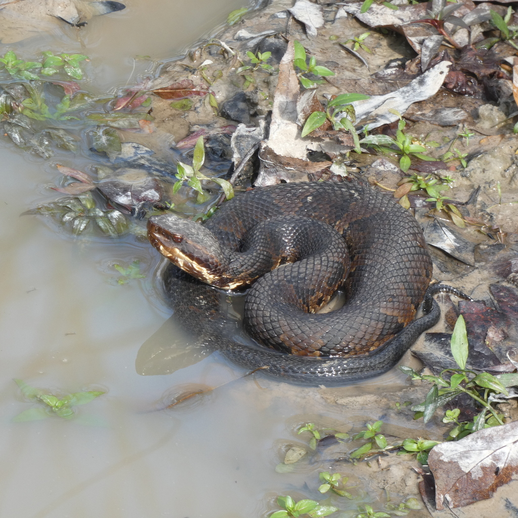 Northern cottonmouth at the edge of shallow water