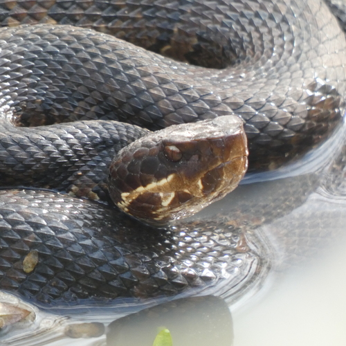 Northern Cottonmouth