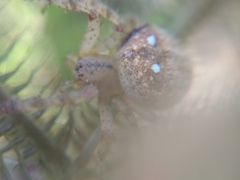 Pararaneus cyrtoscapus