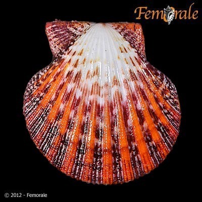 チサラガイ (Gloripallium pallium) · iNaturalist