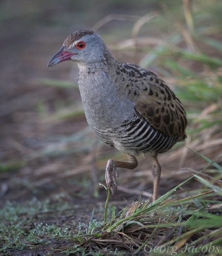 iNaturalist image