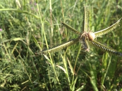 Pararaneus cyrtoscapus