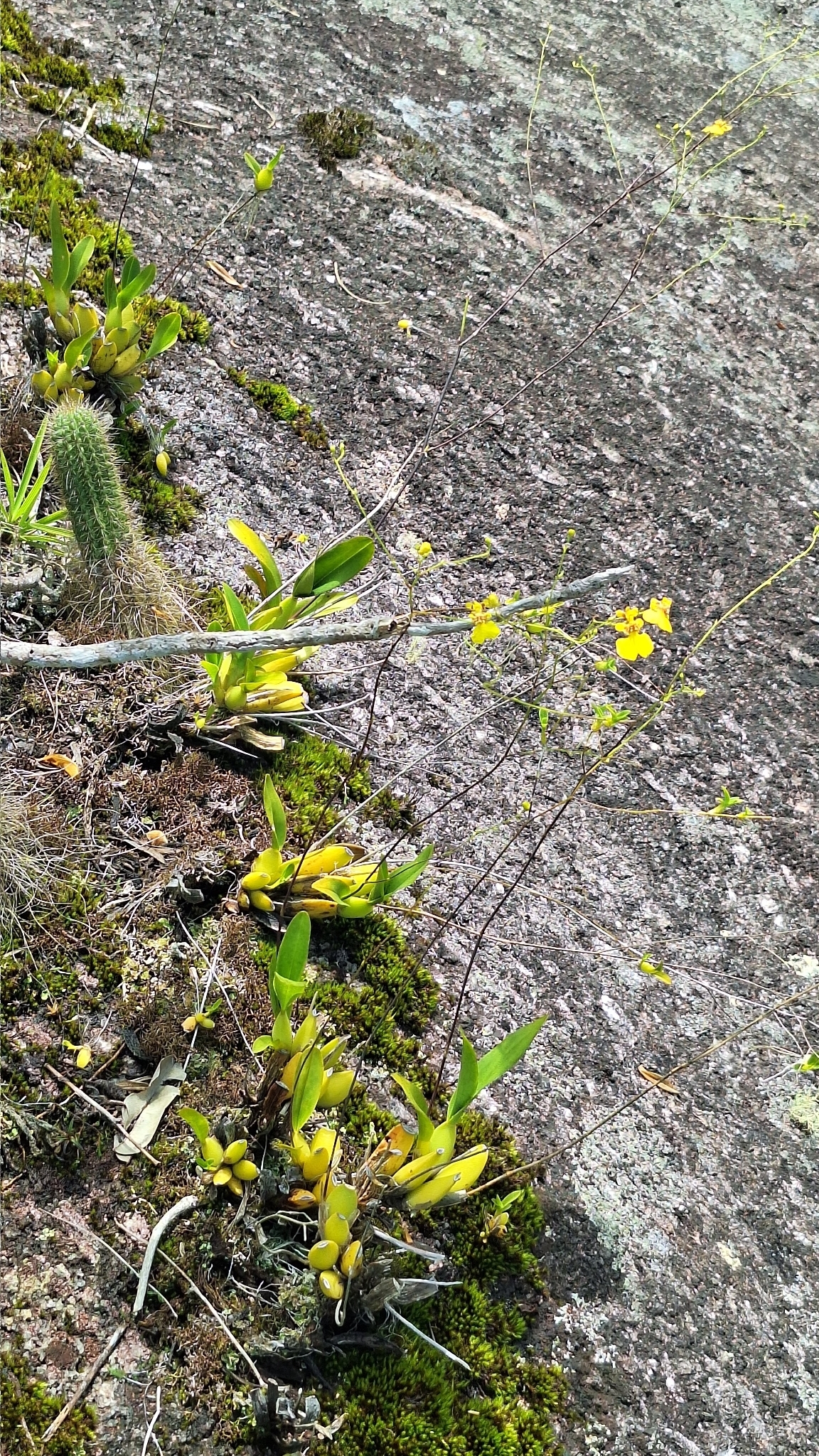 Gomesa vasconcelosiana