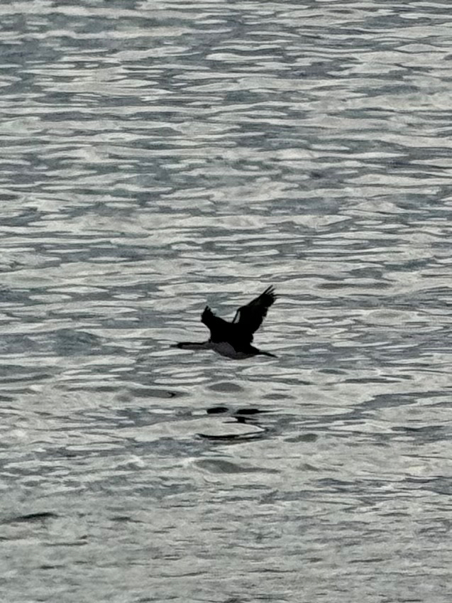 Imperial Shag (Leucocarbo atriceps), photo 10