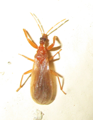 Enicocephalidae