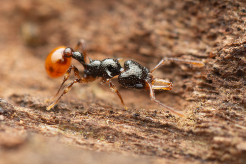 Orectognathus rostratusOrectognathus rostratus