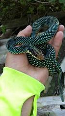 Drymobius margaritiferus