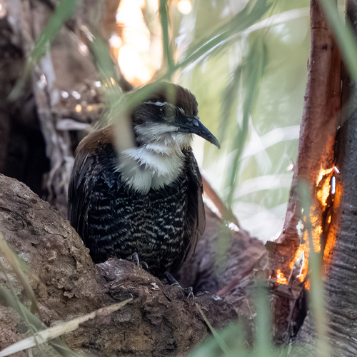 Black-bellied Wren (Pheugopedius fasciatoventris)