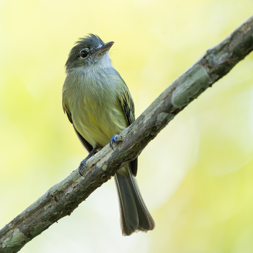 Yellow-margined Flatbill (Tolmomyias assimilis)