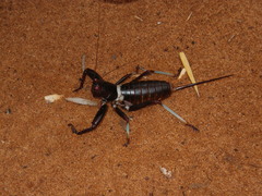 Colossopus grandidieri