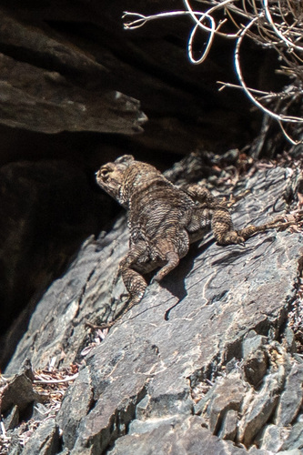 iNaturalist observation photo of Desert Spiny Lizard