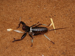 Colossopus grandidieri
