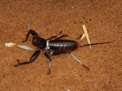 Colossopus grandidieri
