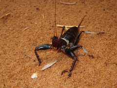 Colossopus grandidieri