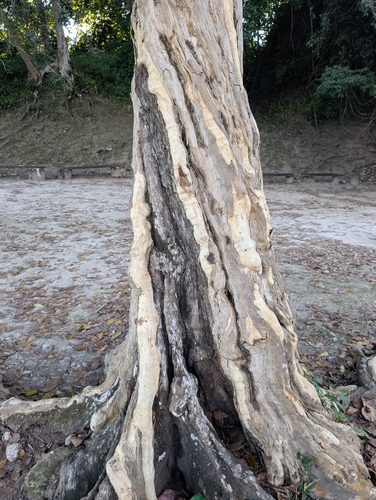 Foto de Pimenta-de-jamaica