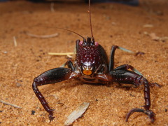 Colossopus grandidieri