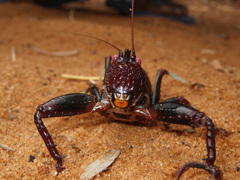 Colossopus grandidieri
