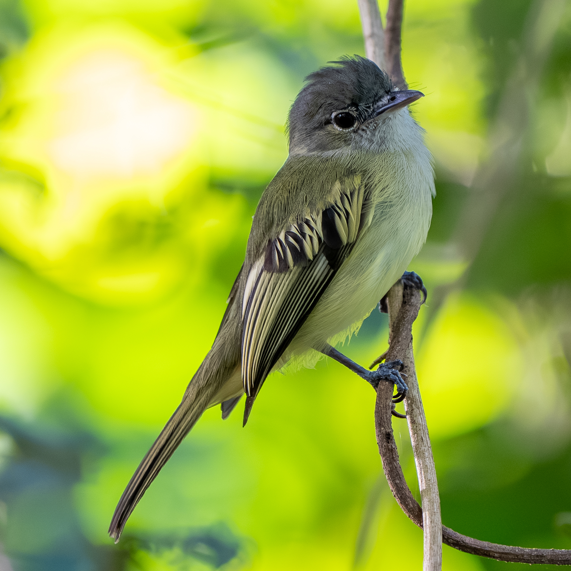 Yellow-margined Flatbill (Tolmomyias assimilis), photo 2