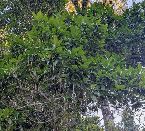 Foto de Pimenta-de-jamaica
