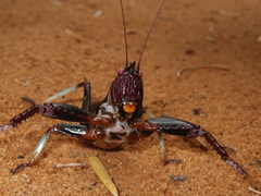 Colossopus grandidieri