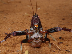Colossopus grandidieri