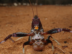 Colossopus grandidieri
