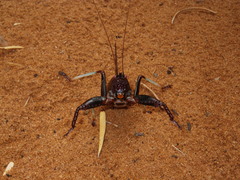 Colossopus grandidieri