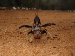 Colossopus grandidieri