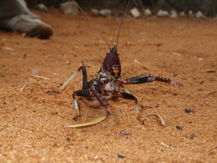 Colossopus grandidieri