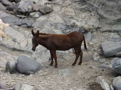 Equus asinus × caballus