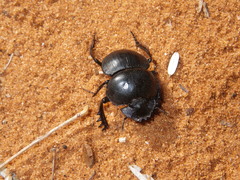 Scarabaeus sevoistra