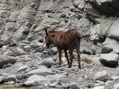 Equus asinus × caballus