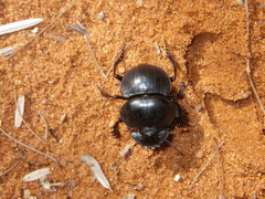 Scarabaeus sevoistra