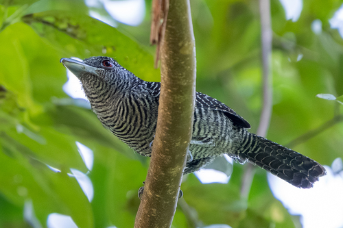 Fasciated Antshrike (Cymbilaimus lineatus)