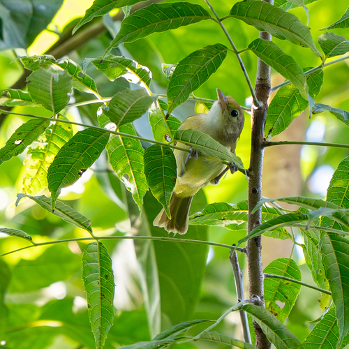 Golden-fronted Greenlet (Pachysylvia aurantiifrons), photo 5