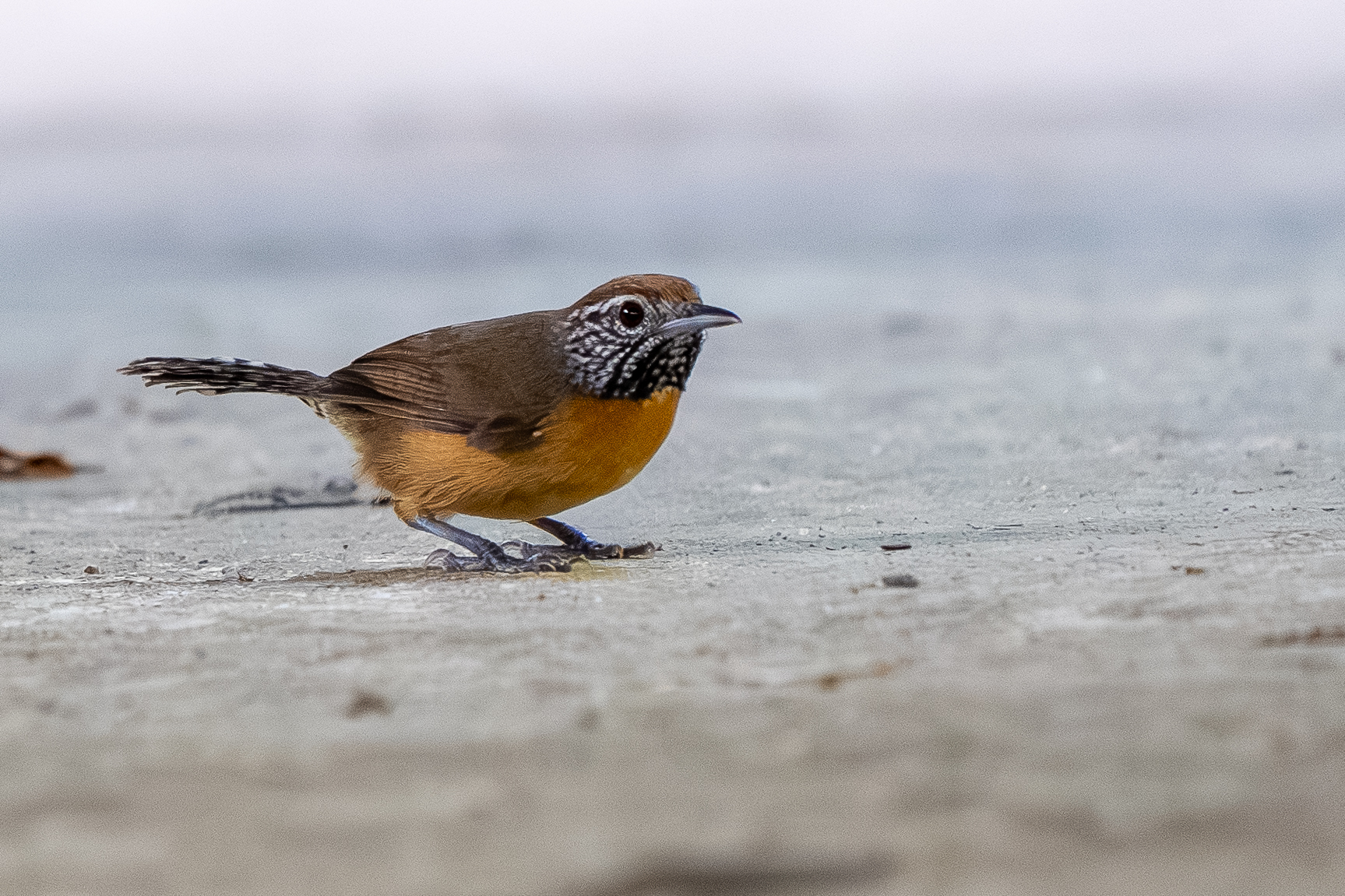 Rufous-breasted Wren (Pheugopedius rutilus)