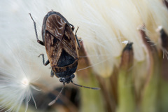 Trapezonotus arenarius