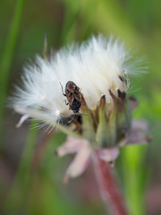 Trapezonotus arenarius