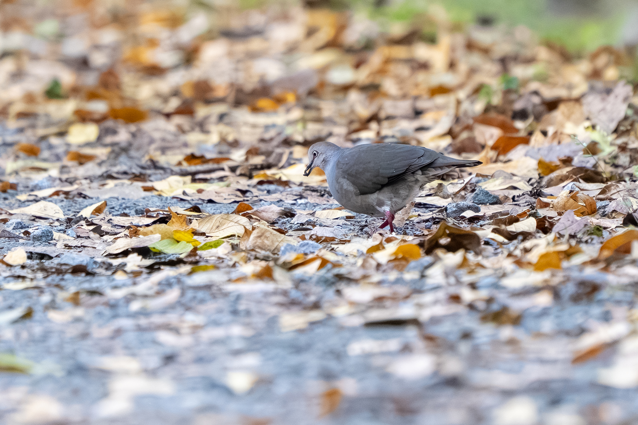 Grey-chested Dove (Leptotila cassinii), photo 2