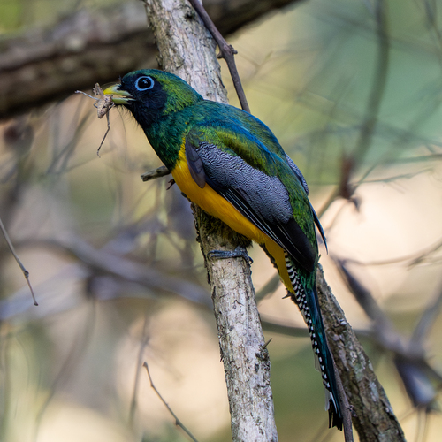 Amazonian Black-throated Trogon (Trogon rufus), photo 4