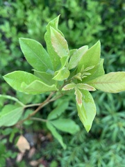 Searsia pyroides pyroides