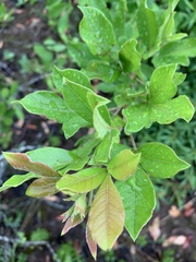 Searsia pyroides pyroides