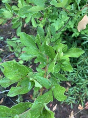 Searsia pyroides pyroides